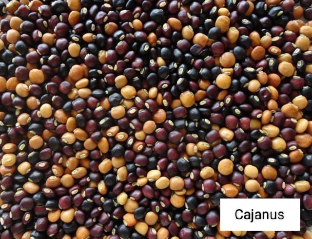 Seed